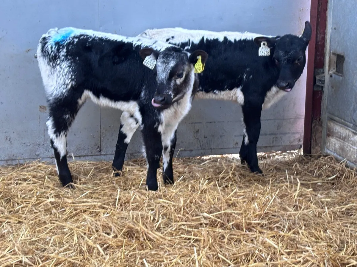 3 heifer calves for sale - Image 1