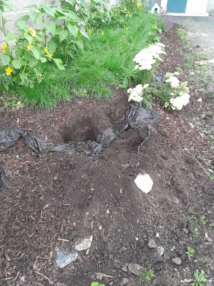 Free - Top soil - Image 1