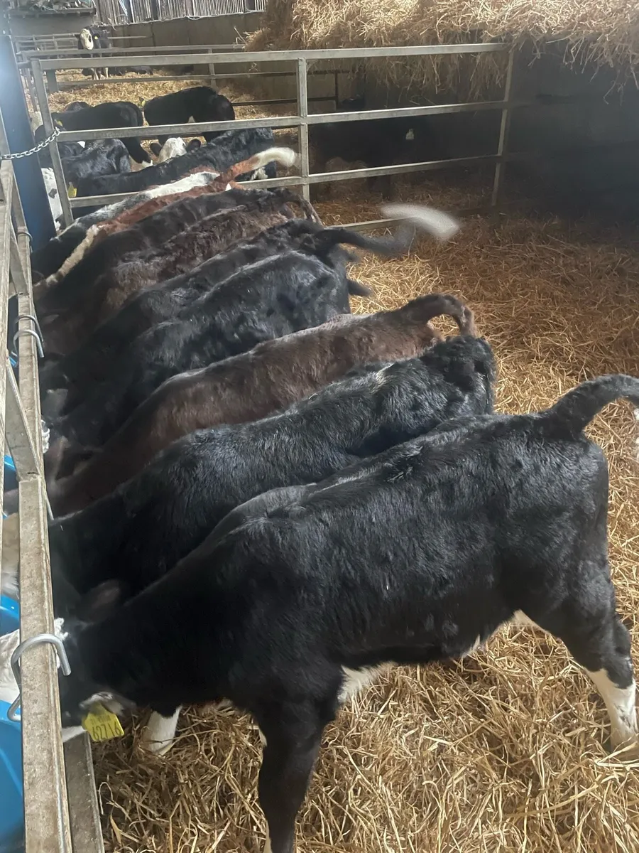 40 Home bred calves - Image 1