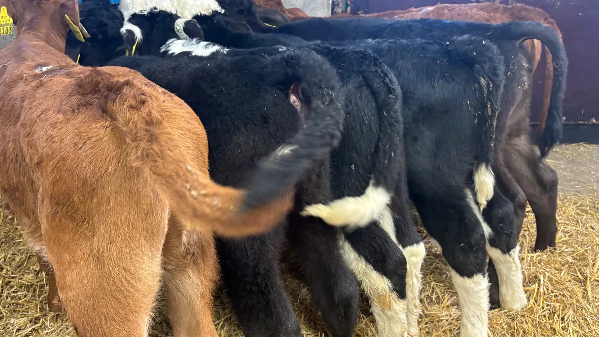 6 Super Quality Bull Calves - Image 3