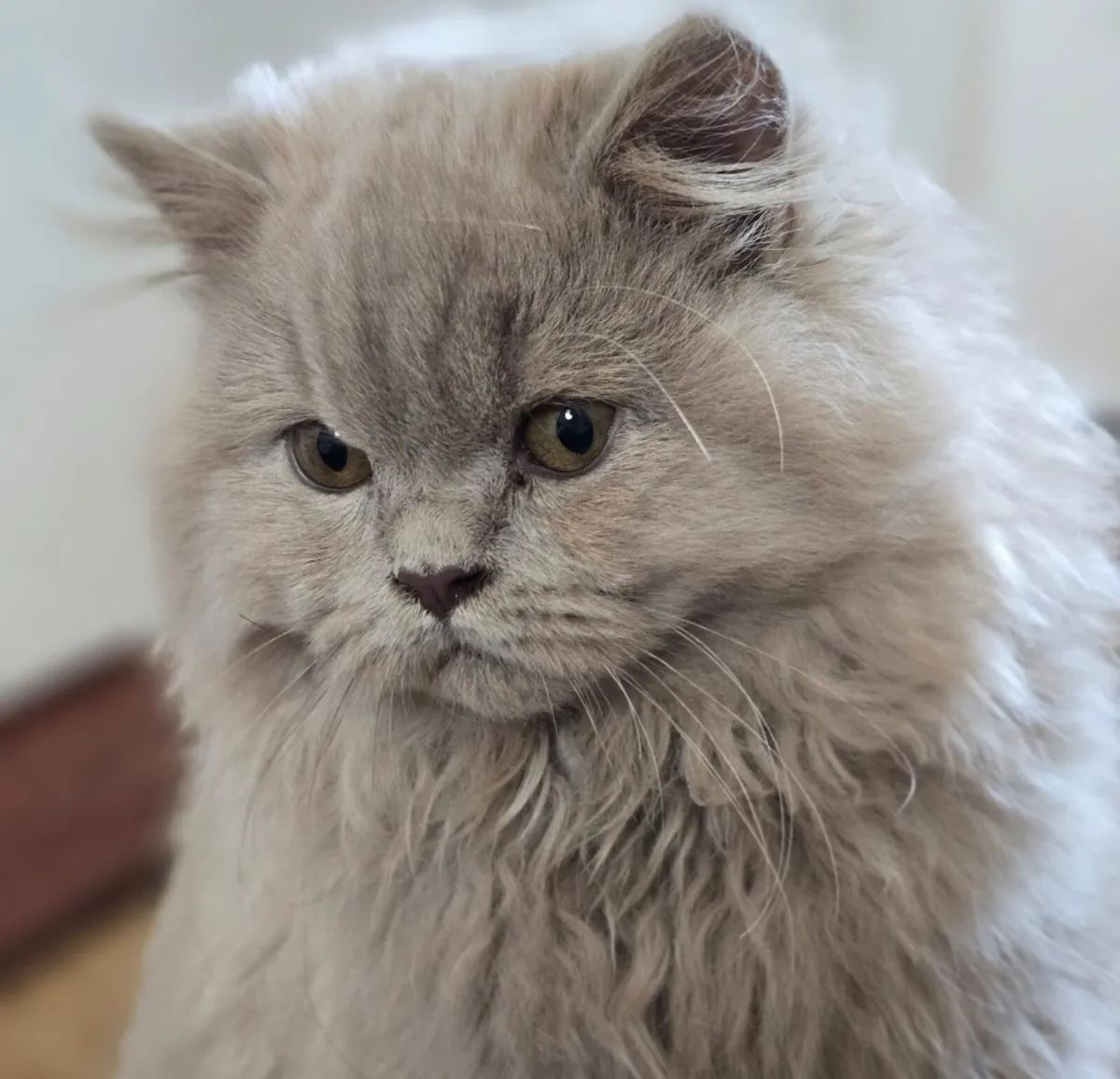 Beautiful fawn British Longhair Active or pet - Image 2