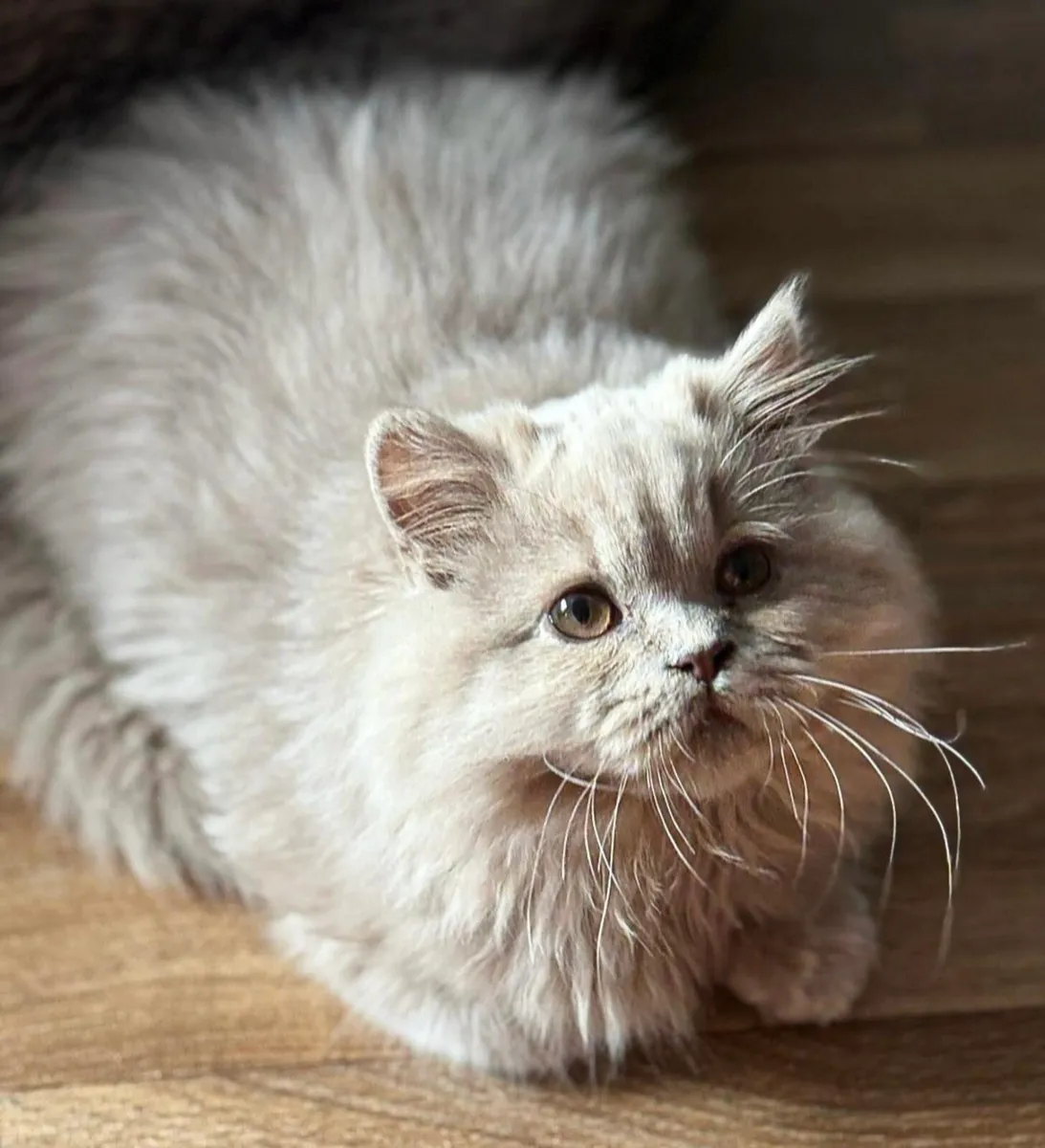 Beautiful fawn British Longhair Active or pet - Image 1