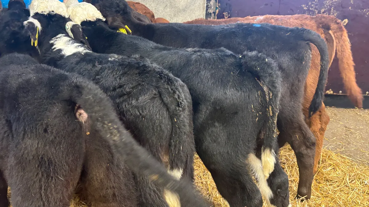 6 Super Quality Bull Calves - Image 4