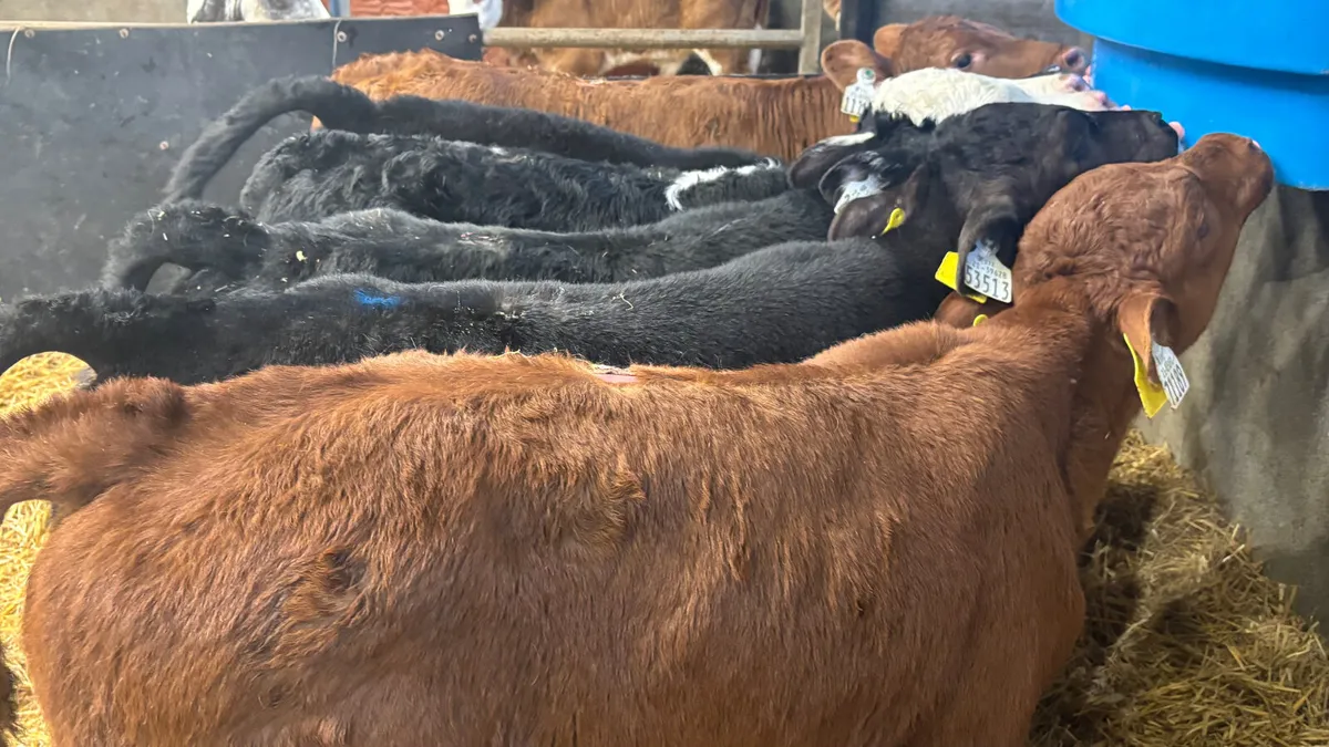 6 Super Quality Bull Calves - Image 1