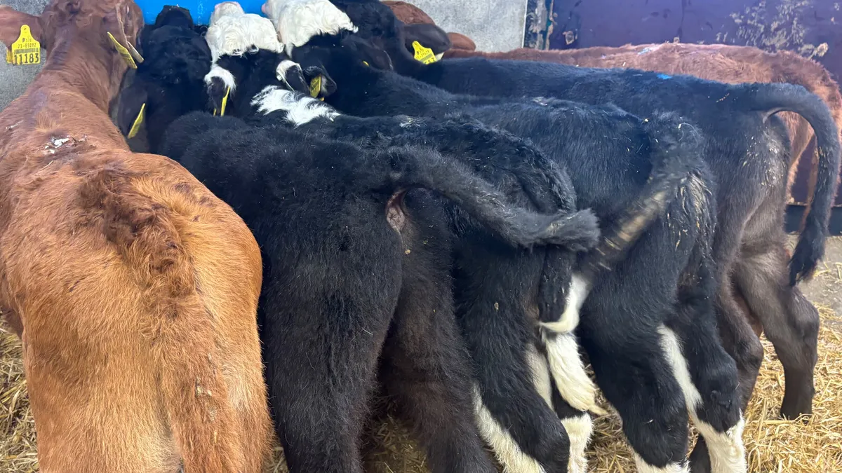 6 Super Quality Bull Calves - Image 2