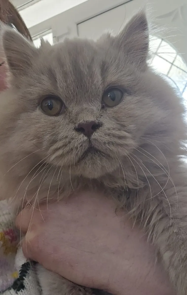 Beautiful fawn British Longhair Active or pet - Image 3