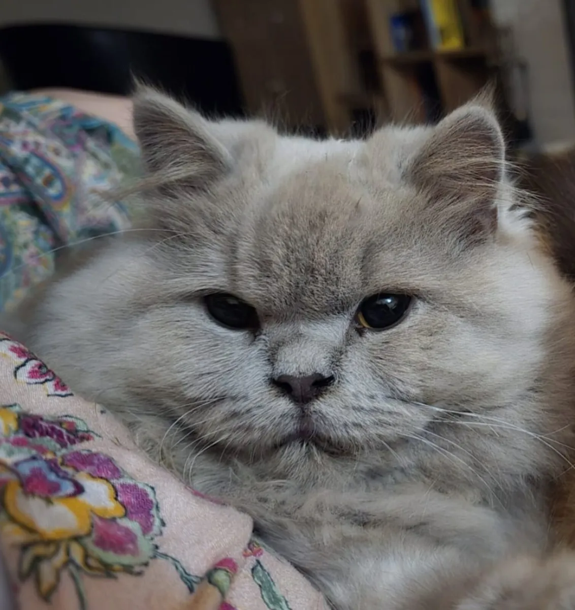 Beautiful fawn British Longhair Active or pet - Image 4