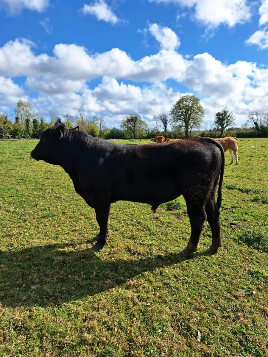 Angus bull - Image 1