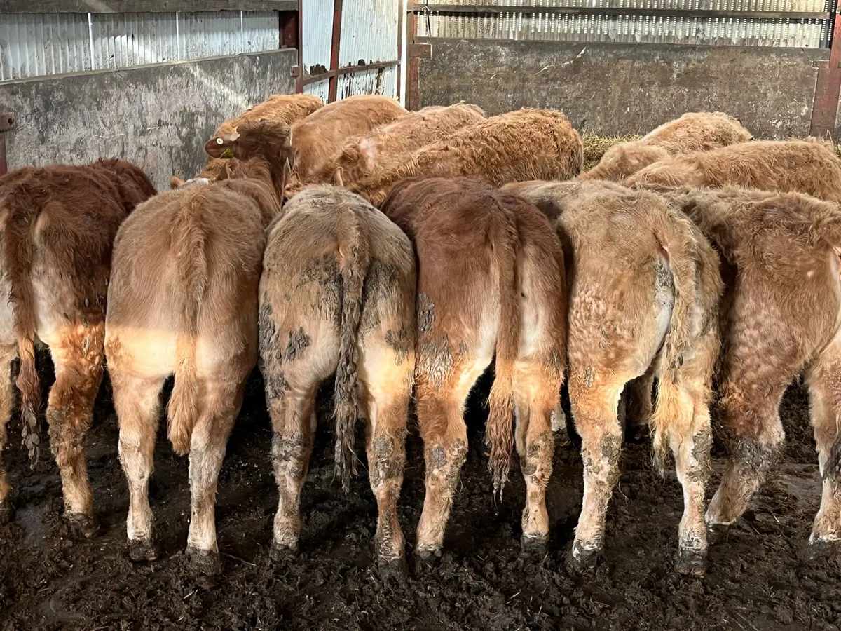 12 U Grade Heifers - Image 1