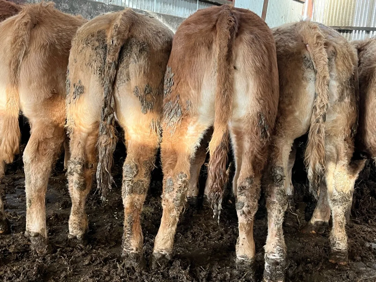 12 U Grade Heifers - Image 2