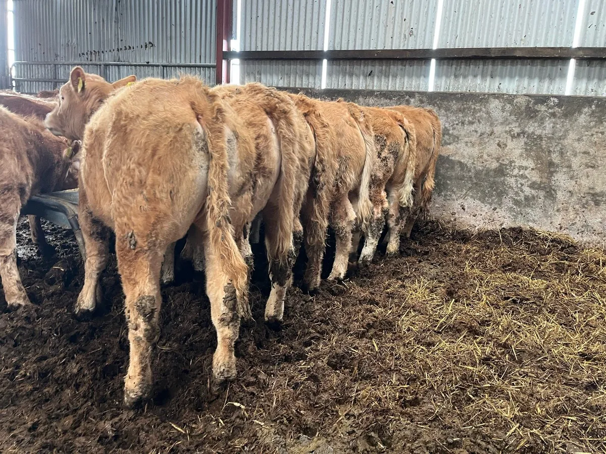 12 U Grade Heifers - Image 3