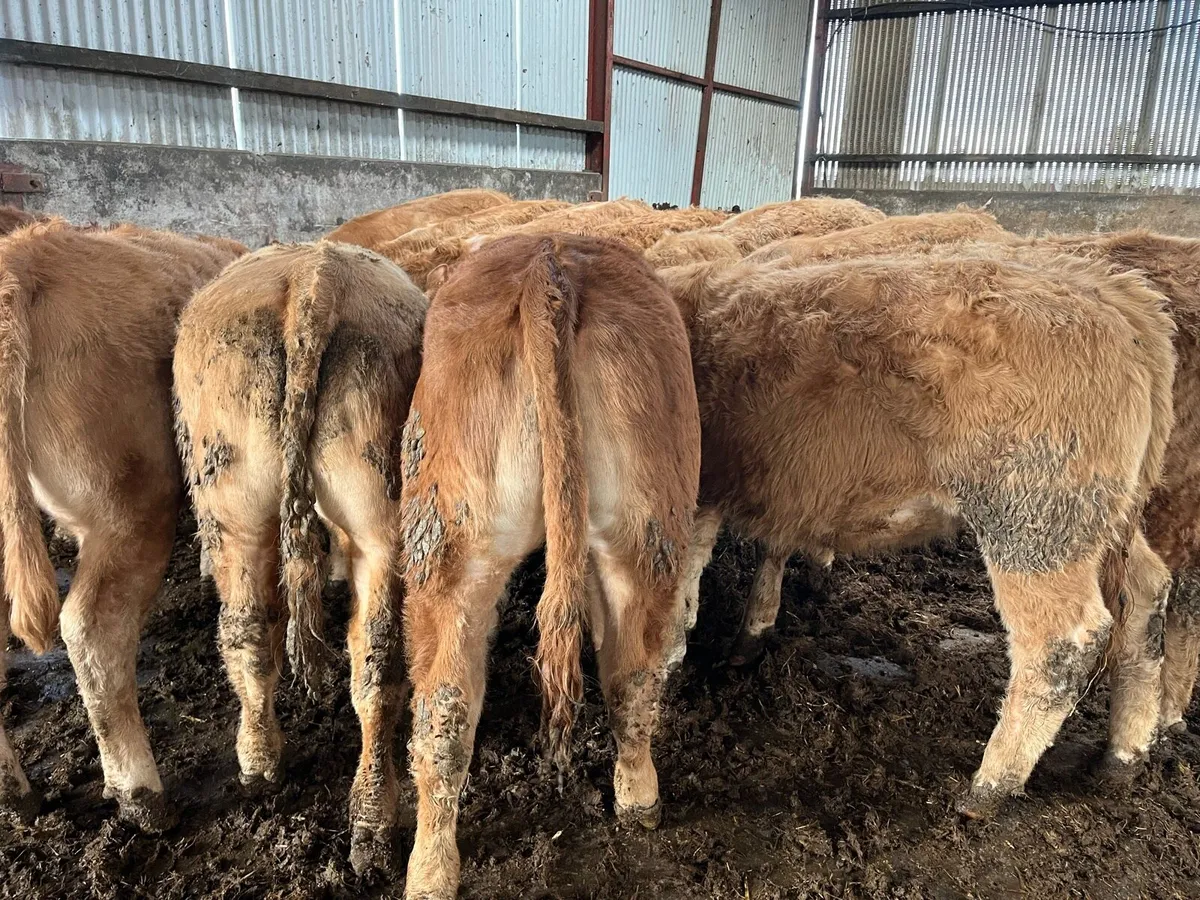 12 U Grade Heifers - Image 4