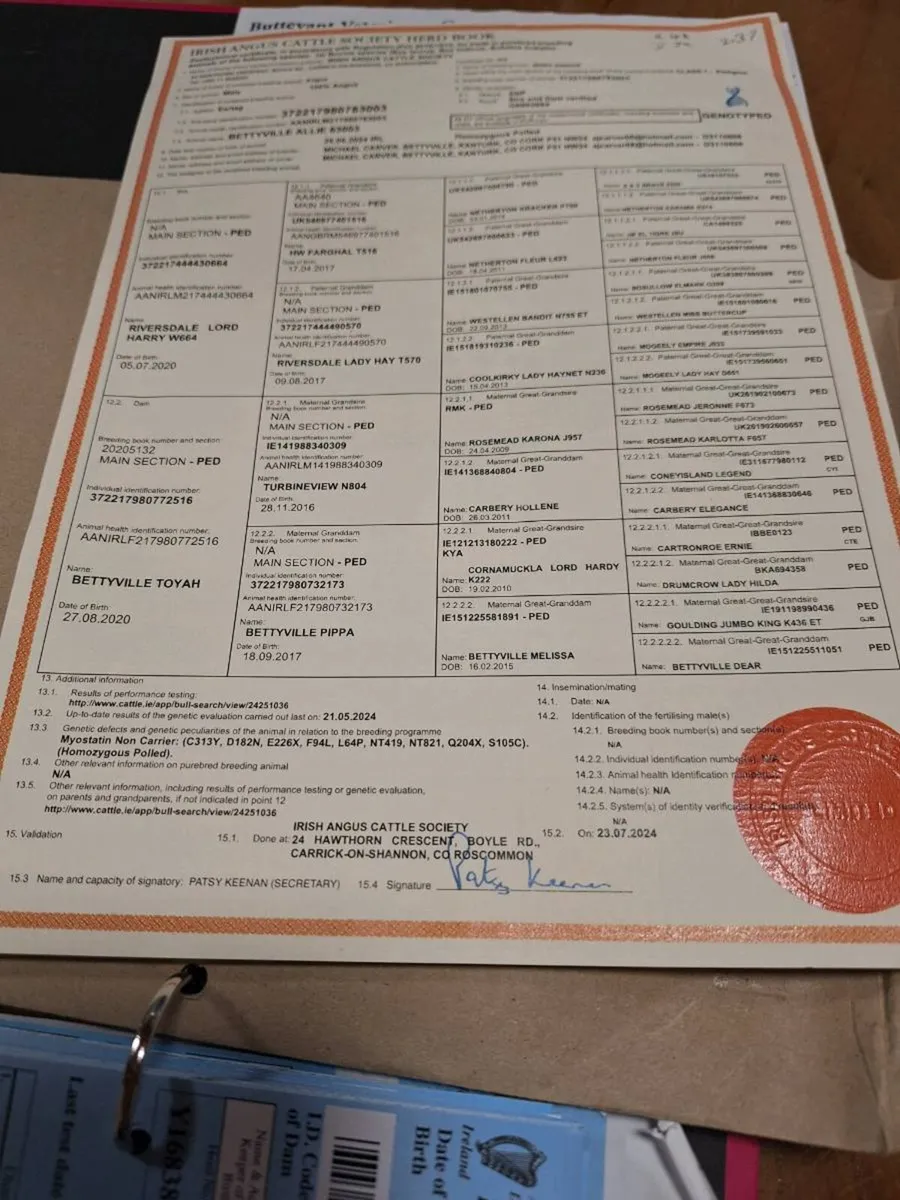 Angus bull - Image 2