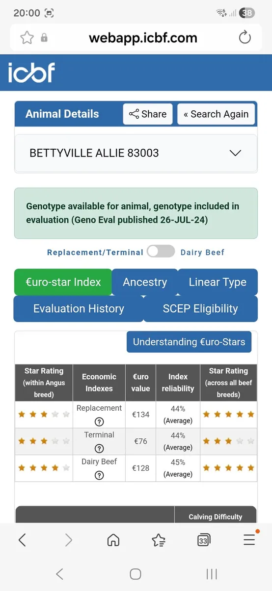 Angus bull - Image 3