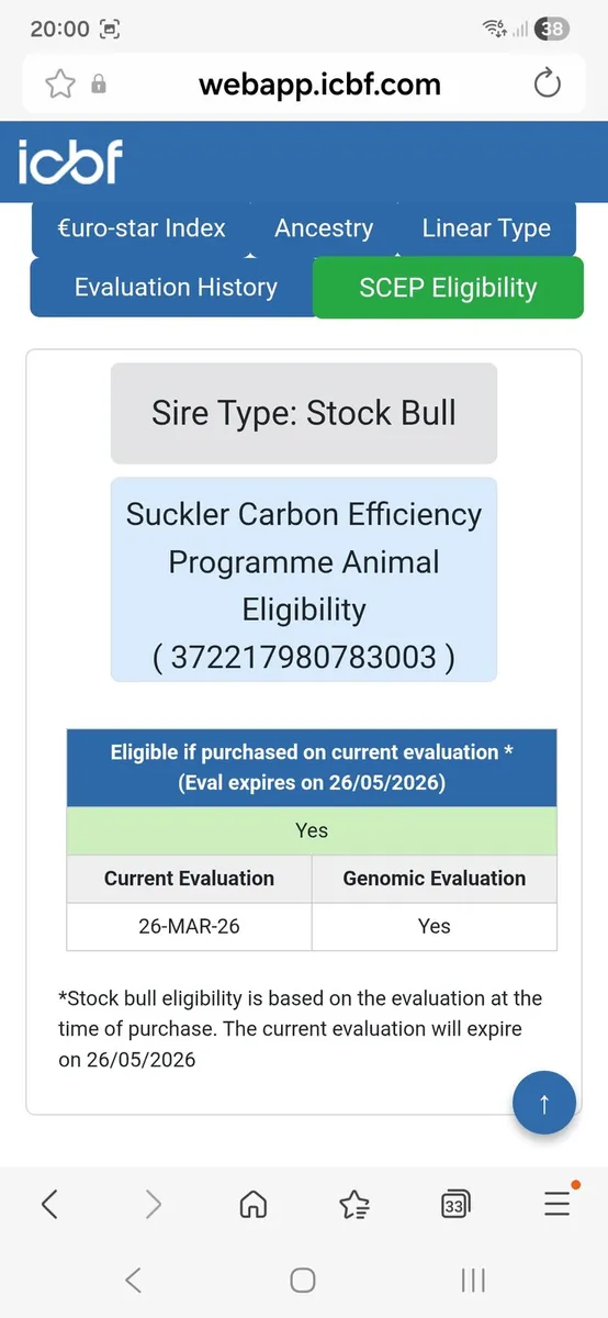 Angus bull - Image 4