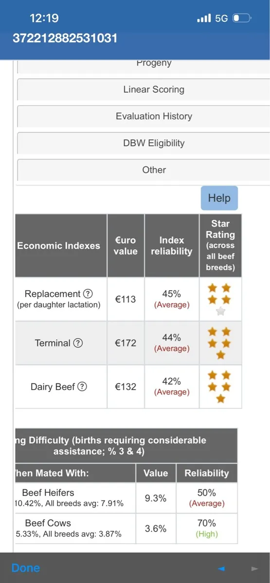 Charlois bulls - Image 2