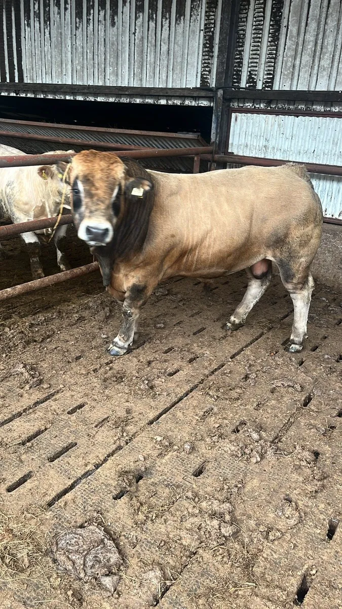 Deerpark Aubrac stock bull - Image 1