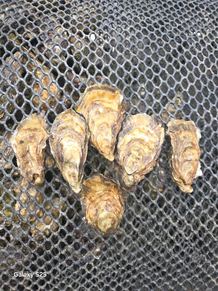 Oysters