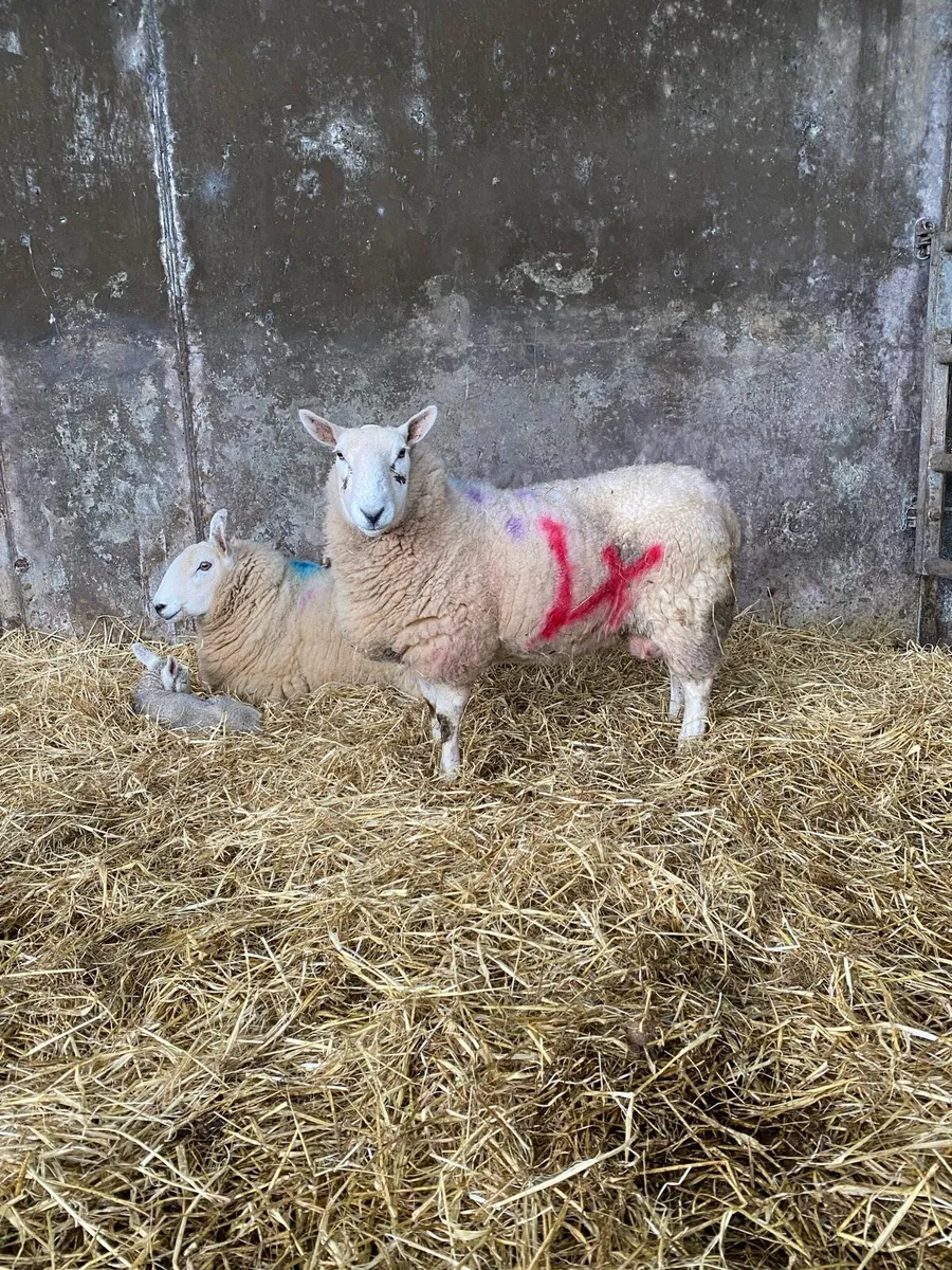 Foster ewe - Image 2