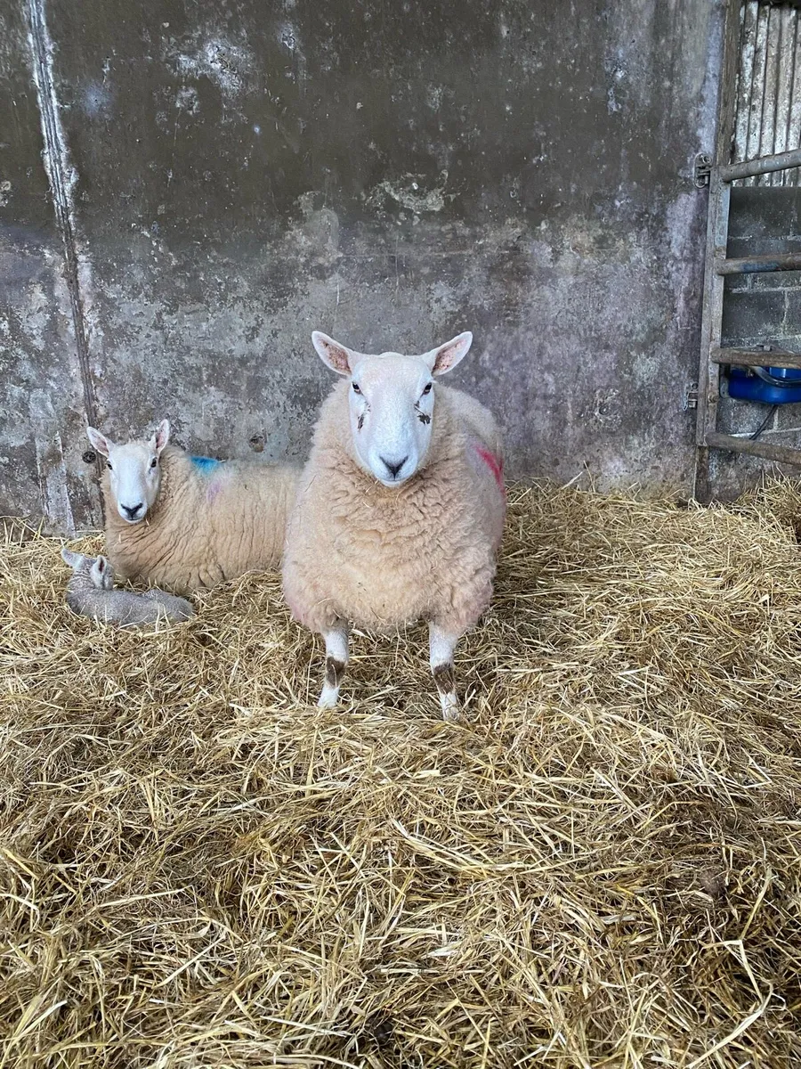 Foster ewe - Image 3