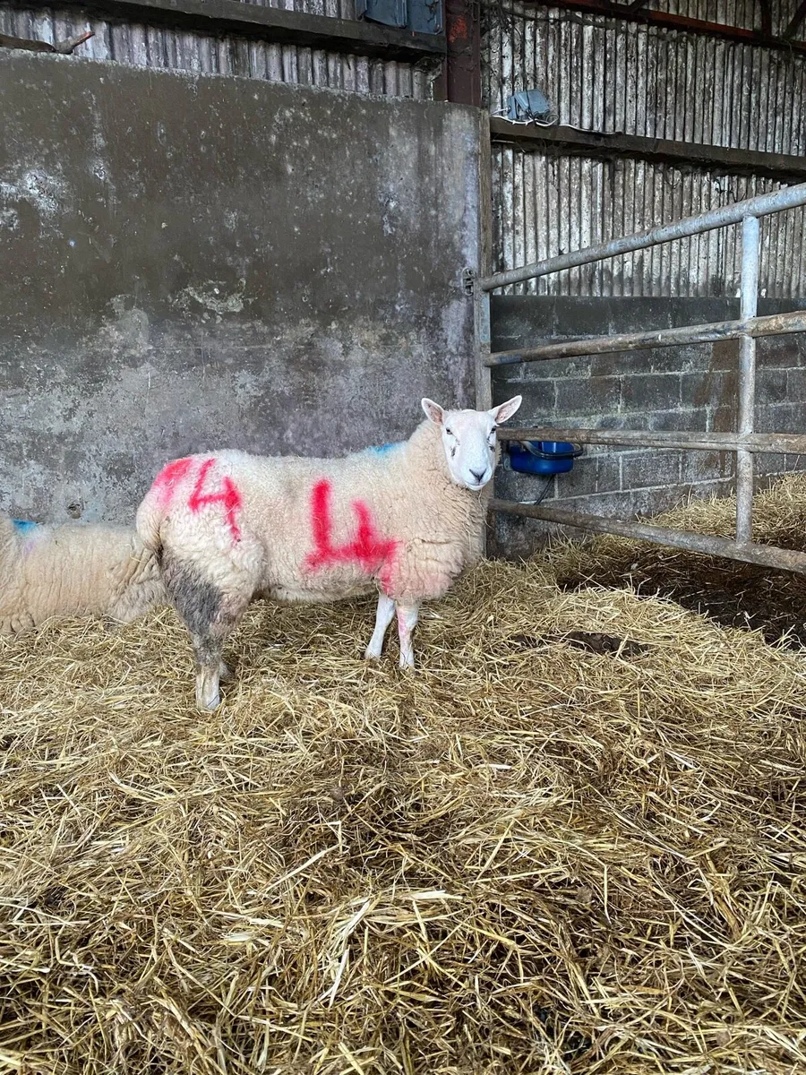 Foster ewe - Image 4