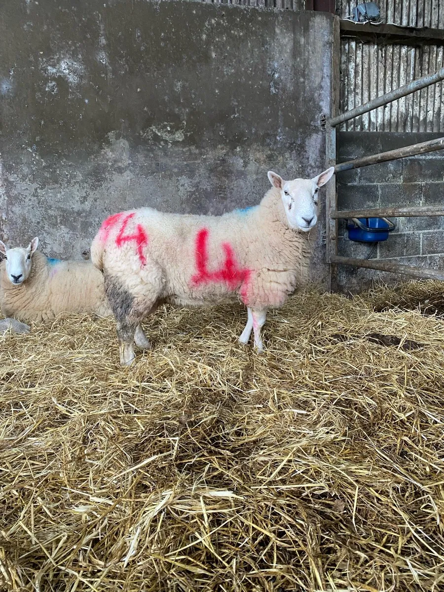 Foster ewe - Image 1