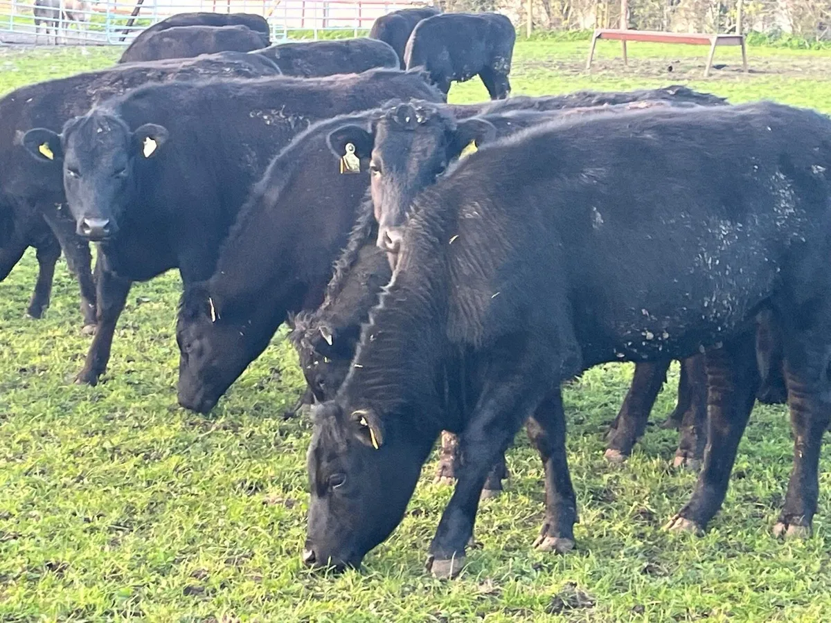 Yearling Heifers - Image 2