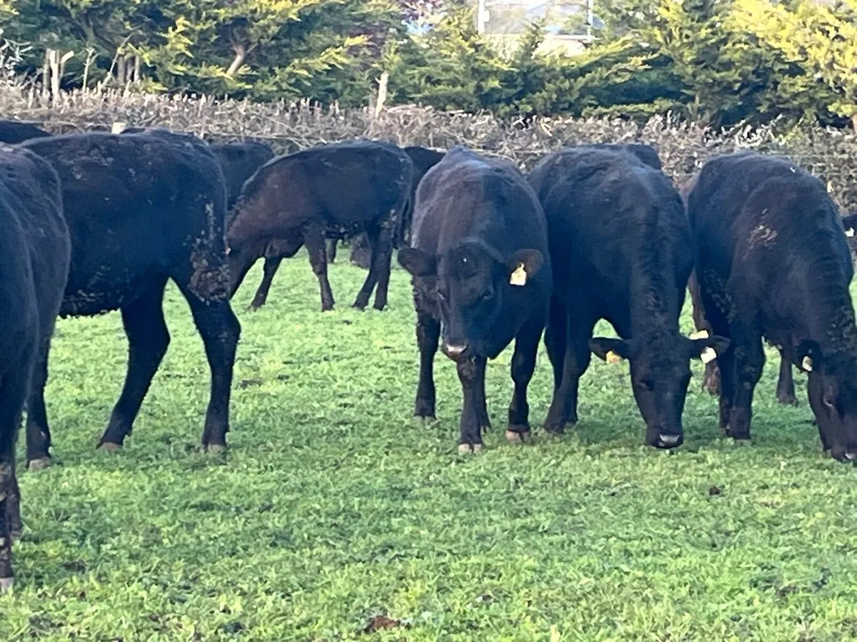 Yearling Heifers - Image 3