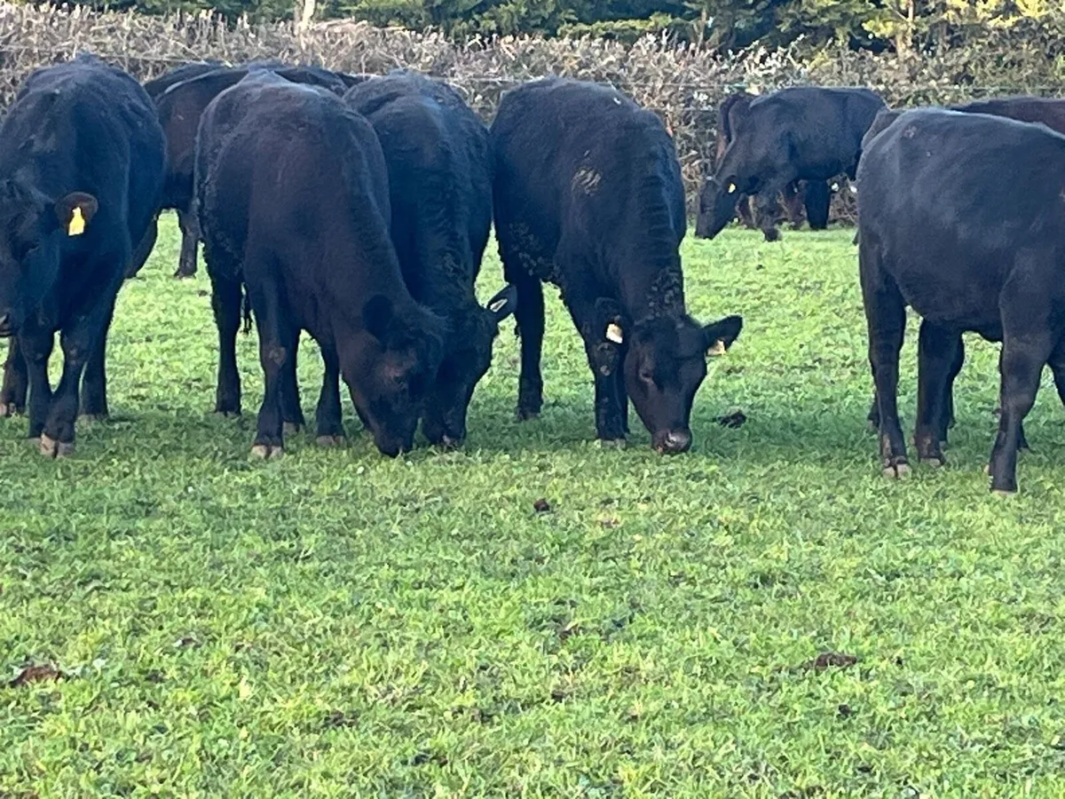 Yearling Heifers - Image 4