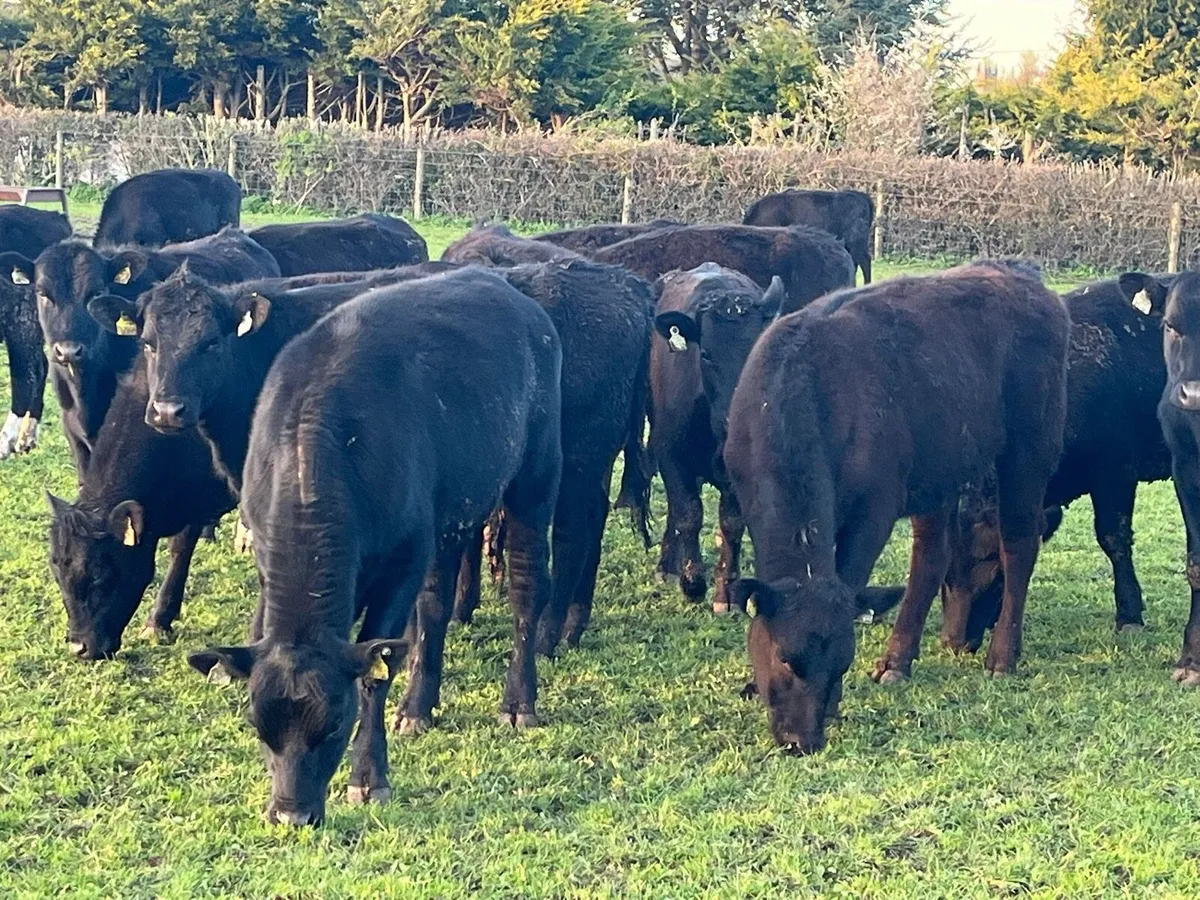 Yearling Heifers - Image 1