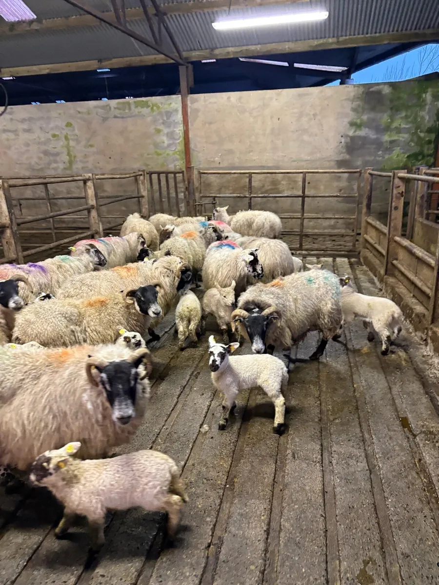 💥15 ewes with 20 lambs 💥 - Image 1
