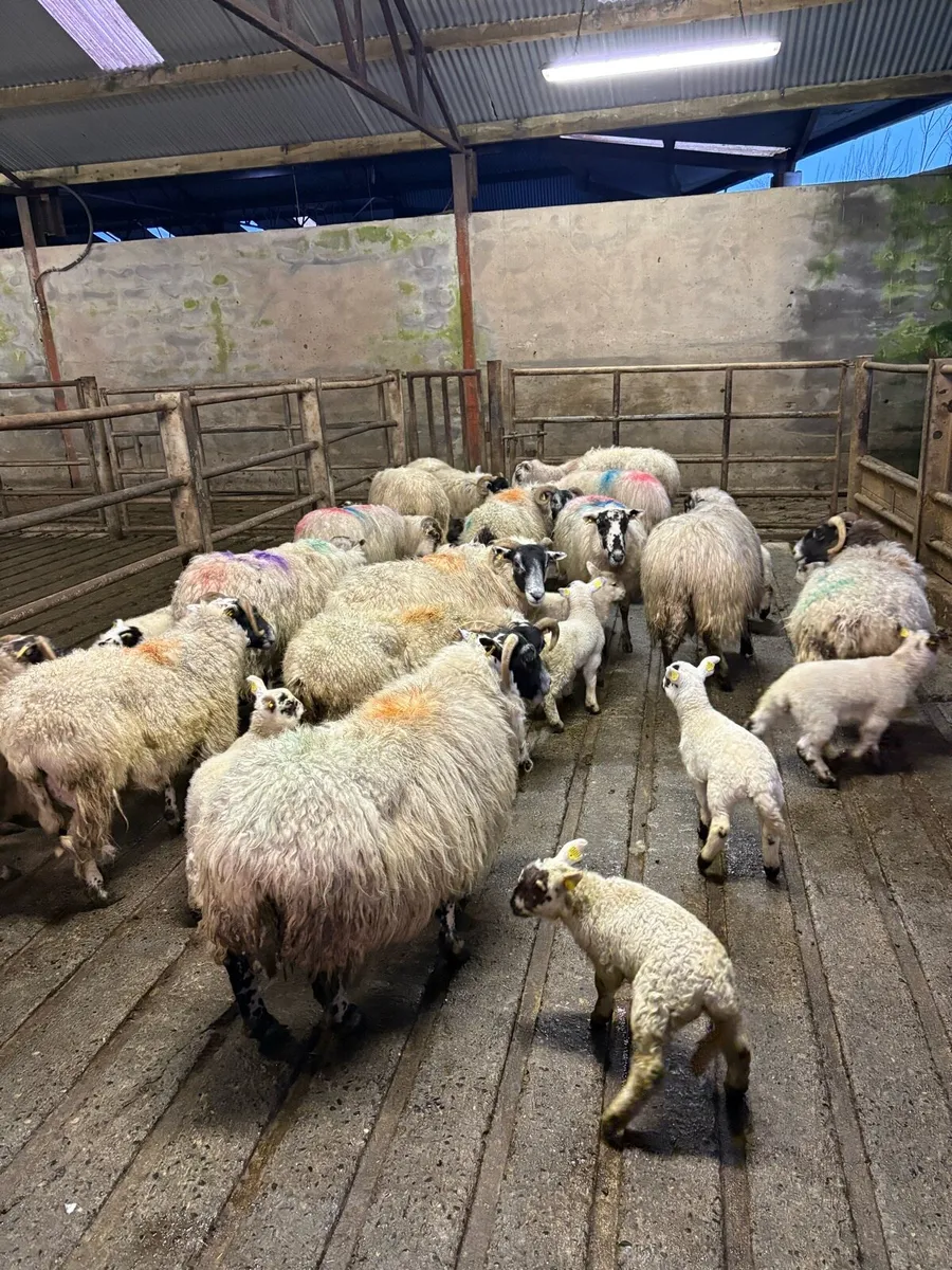💥15 ewes with 20 lambs 💥 - Image 2