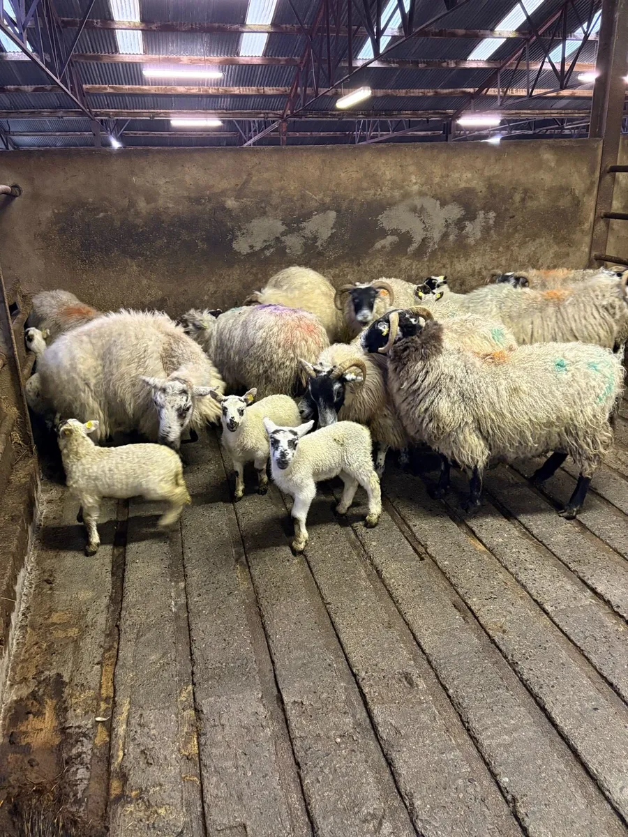 💥15 ewes with 20 lambs 💥 - Image 3