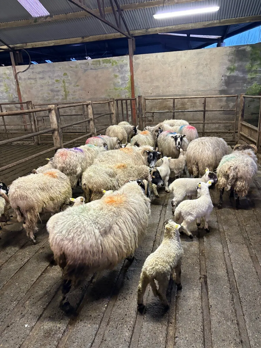 💥15 ewes with 20 lambs 💥 - Image 4