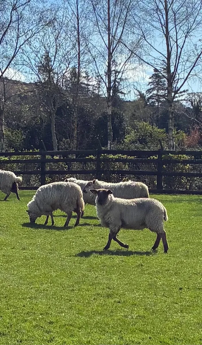Sheep - Image 2