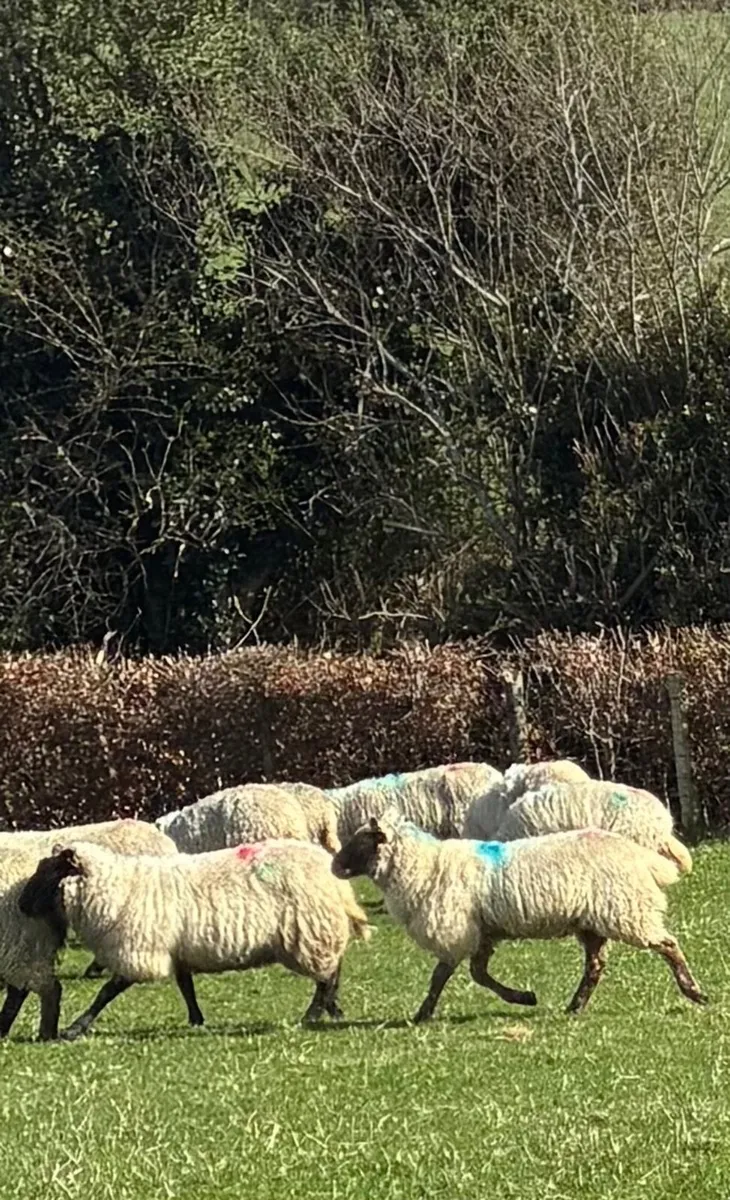 Sheep - Image 1