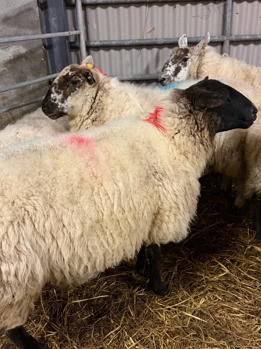 8 Ewes in lamb - Image 1