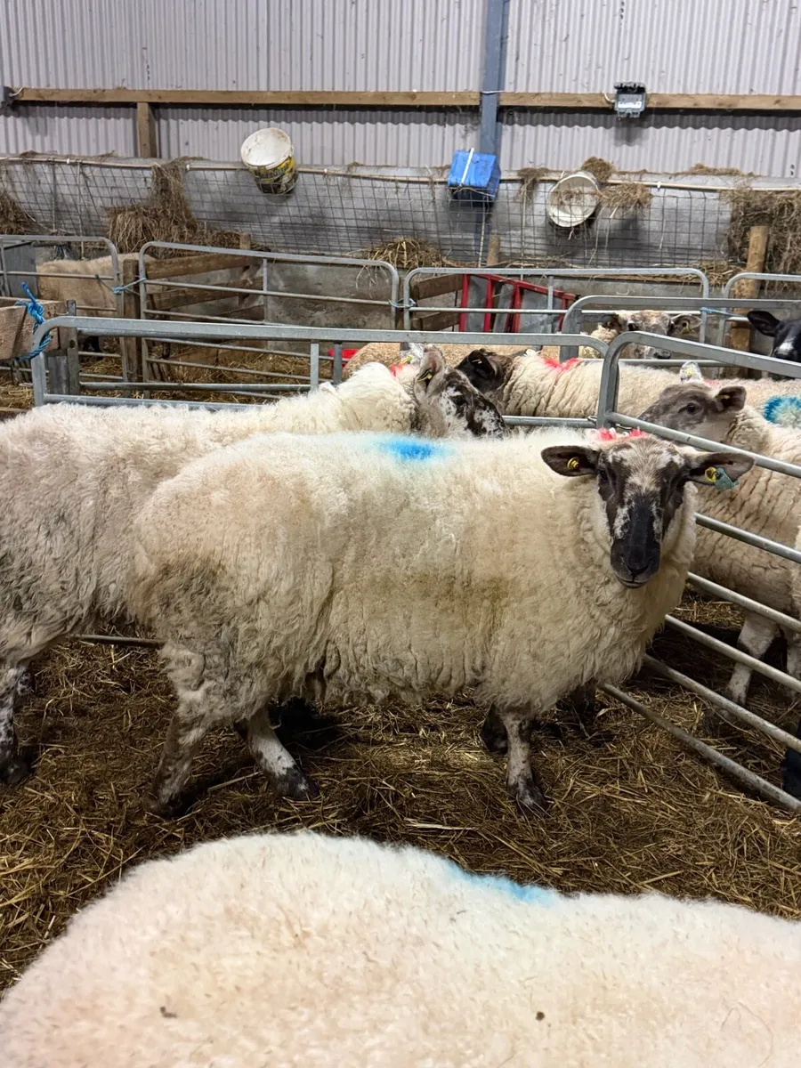 8 Ewes in lamb - Image 2