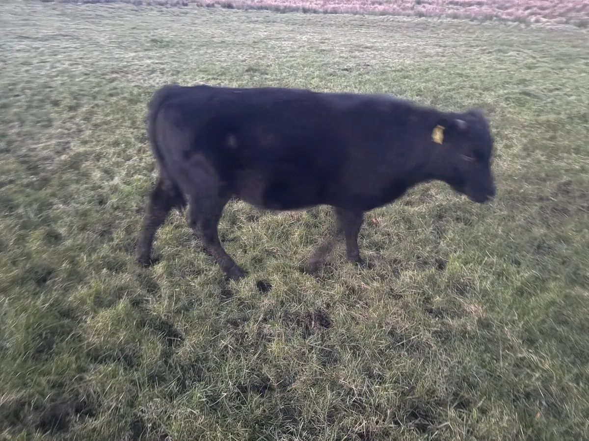 Cattle runners - Image 2