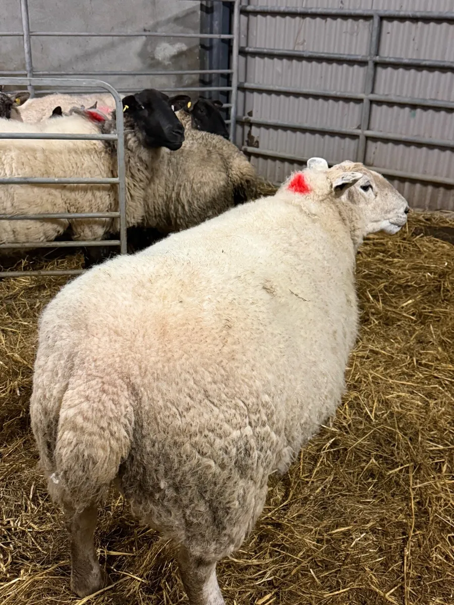 8 Ewes in lamb - Image 3