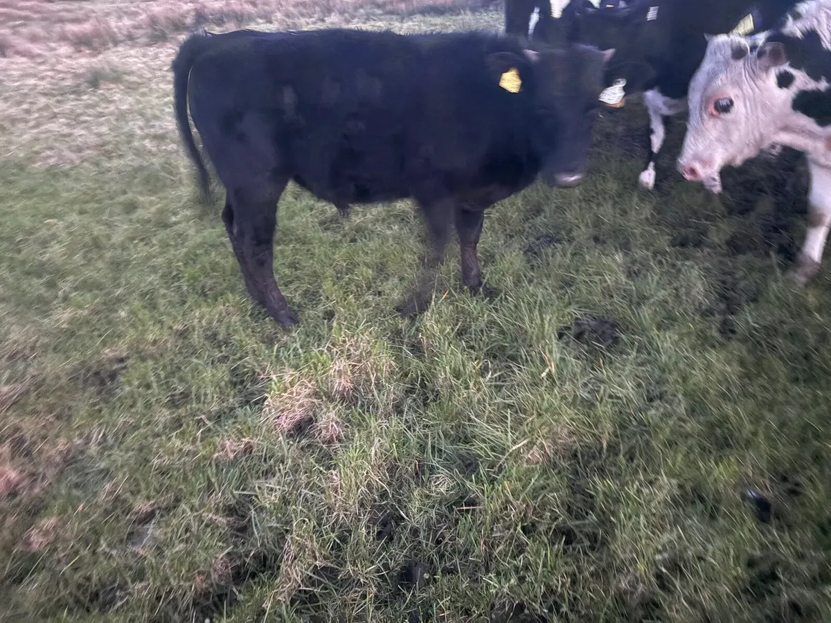 Cattle runners - Image 4