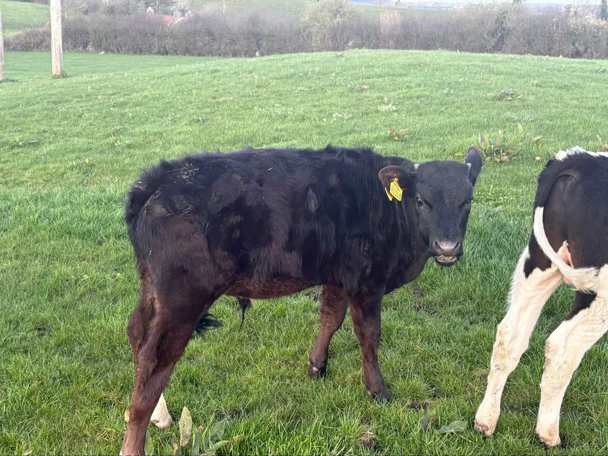 Cattle runners - Image 1