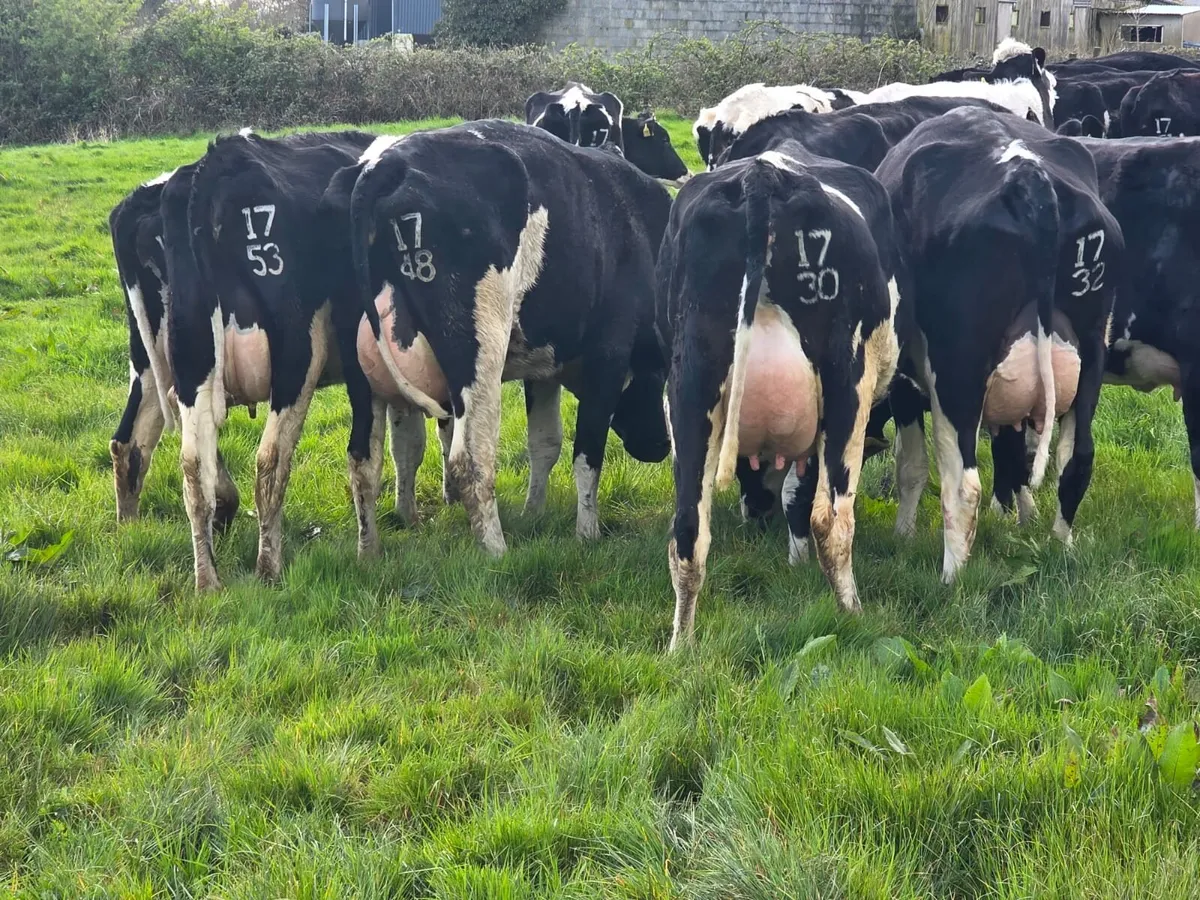 Cork Marts Corrin Dairy Sale 100 on offer 3rd Apri - Image 2