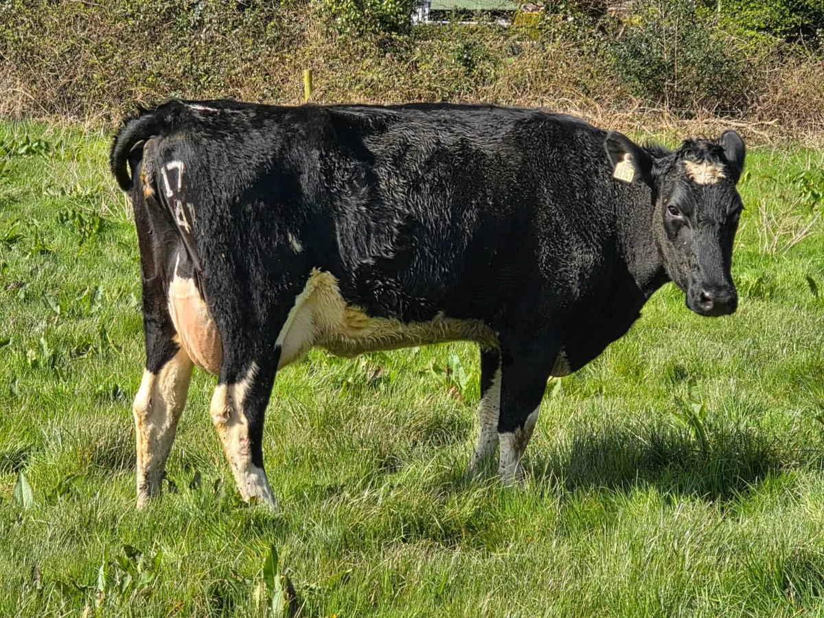 Cork Marts Corrin Dairy Sale 100 on offer 3rd Apri - Image 3