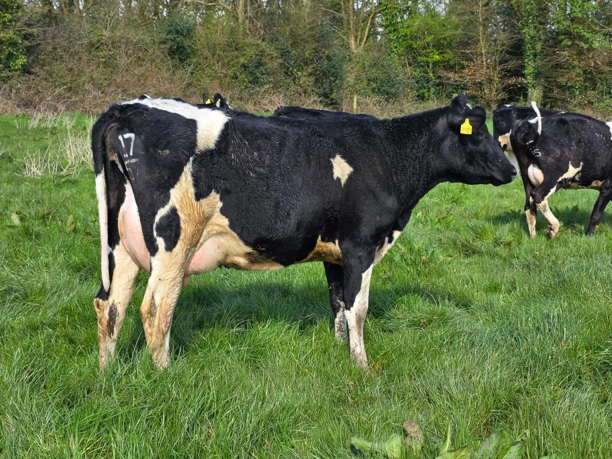 Cork Marts Corrin Dairy Sale 100 on offer 3rd Apri - Image 1