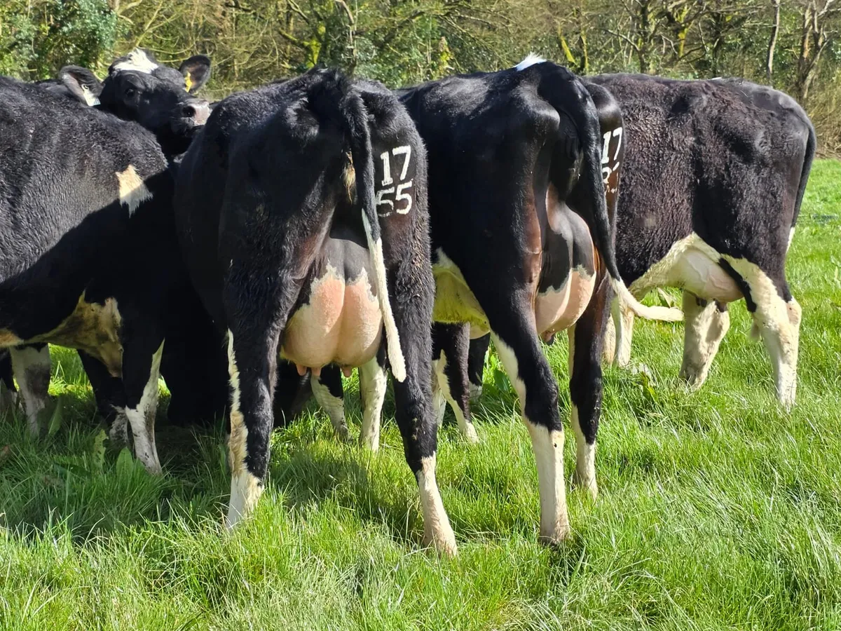 Cork Marts Corrin Dairy Sale 100 on offer 3rd Apri - Image 4