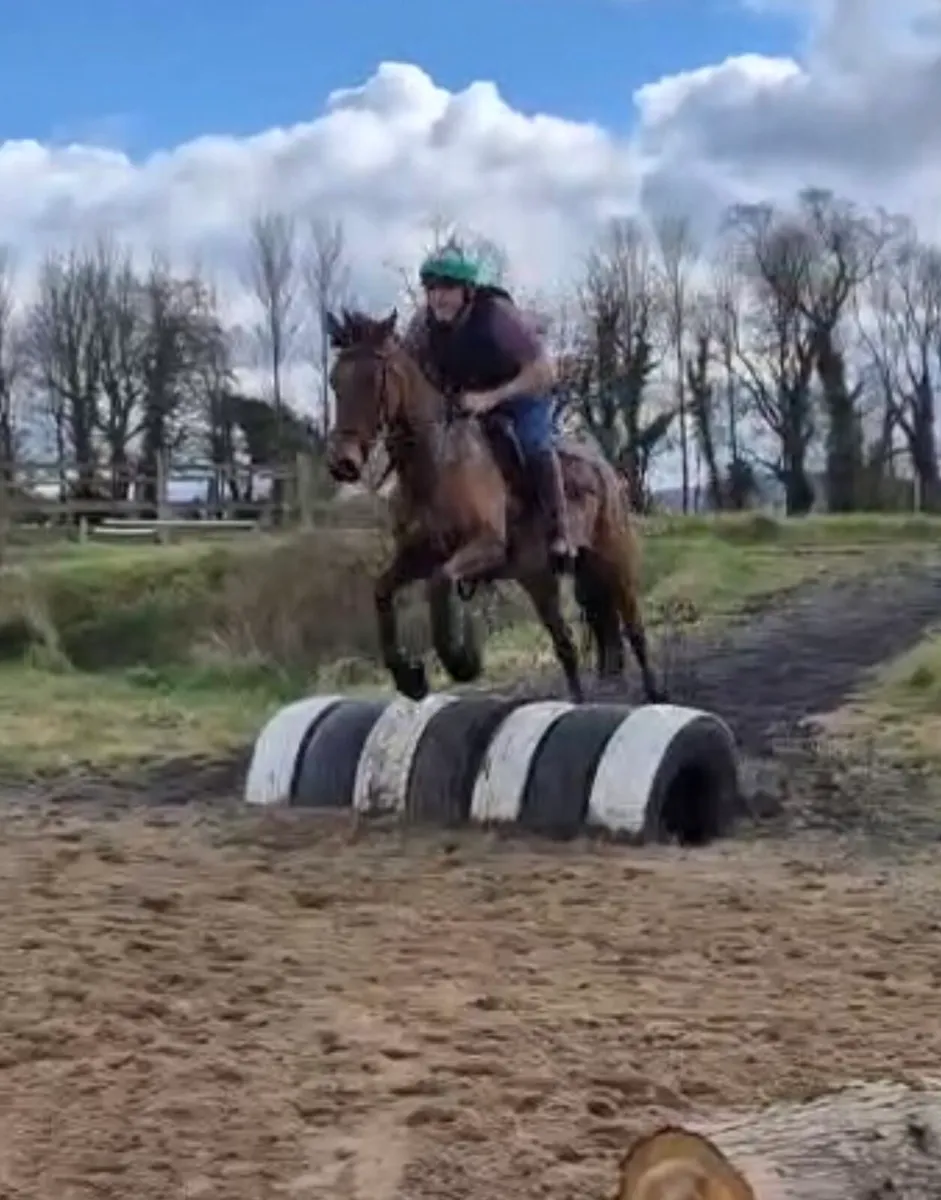 Beautiful 8-year-old mare - Image 3