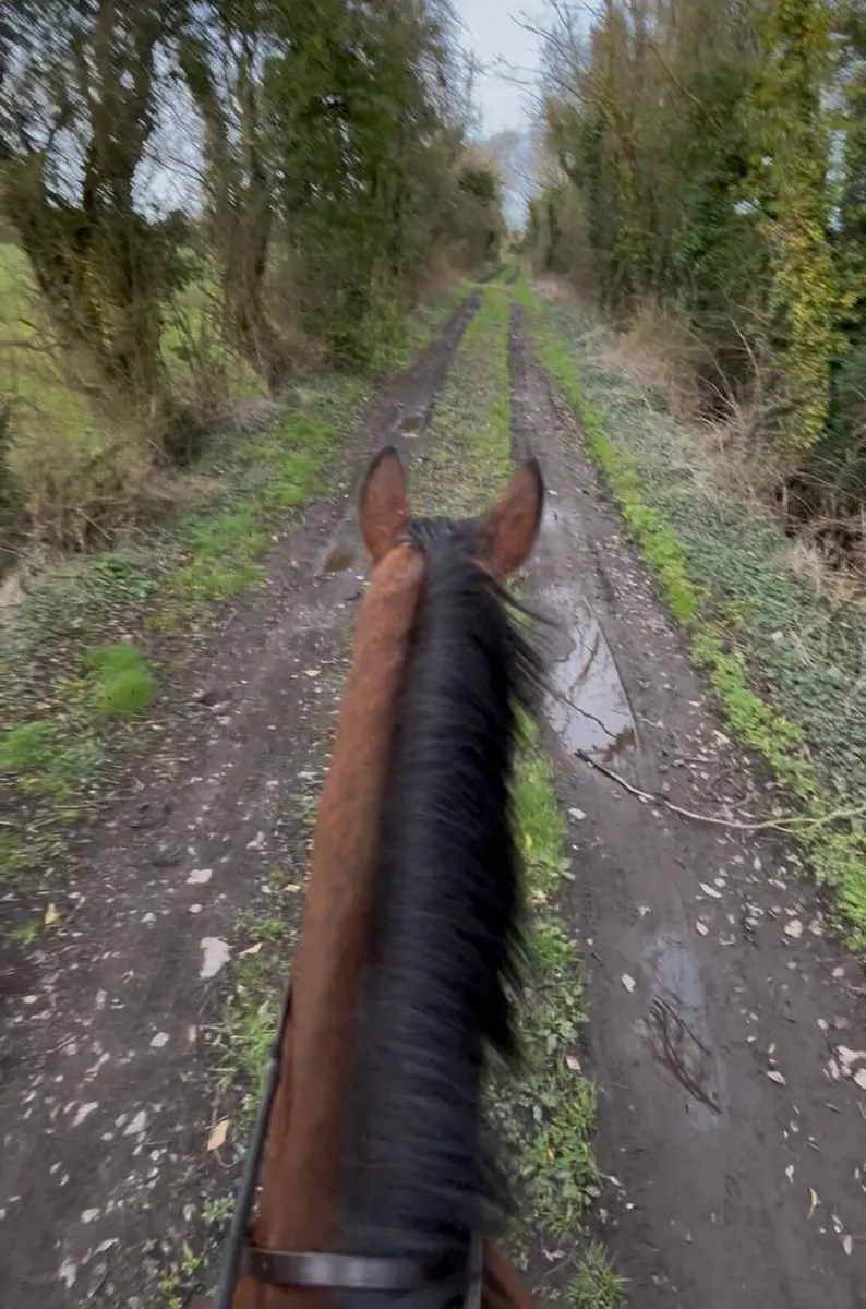 Beautiful 8-year-old mare - Image 4