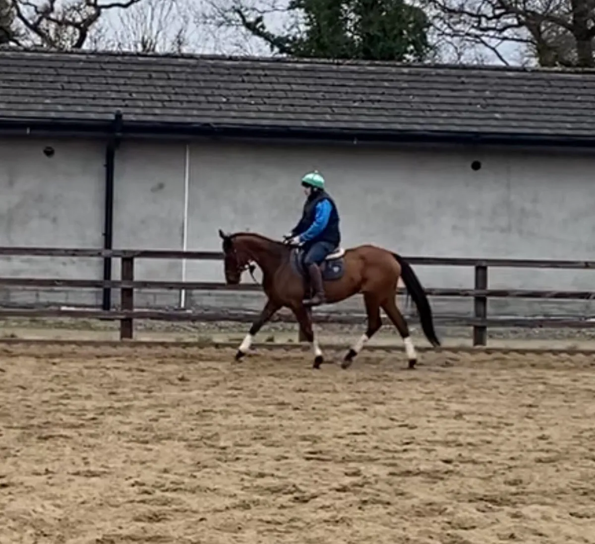 Beautiful 8-year-old mare - Image 1