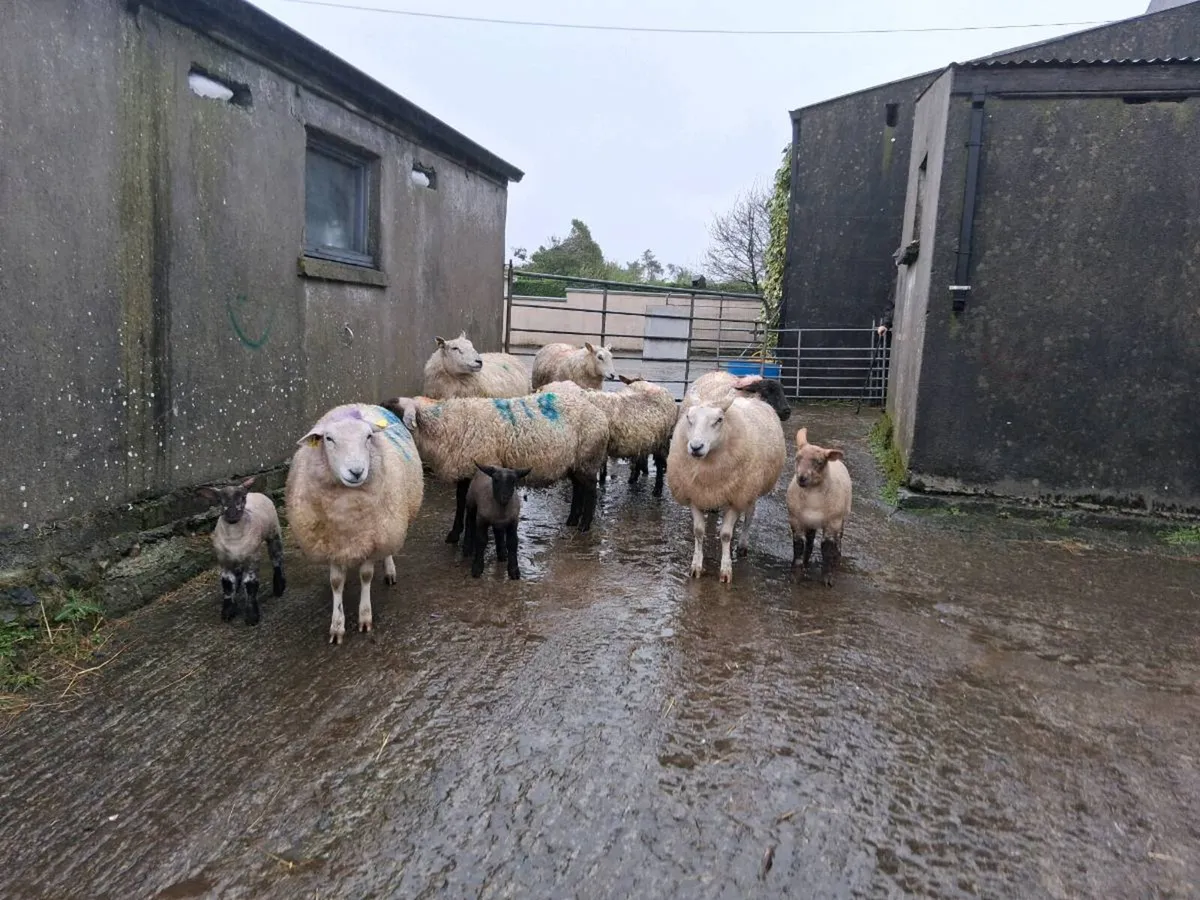 Ewes and lambs - Image 1